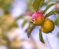 Red and green apples ripening on a tree in a sustainable orchard on a farm in a remote countryside. Growing fresh Royalty Free Stock Photo