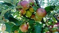 Red-green apples on a tree Royalty Free Stock Photo