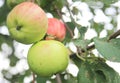 Red-green apples on a tree in rural orchard Royalty Free Stock Photo