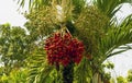 Red and green Areca nut palm, Betel Nuts, Betel palm (Areca catechu) hanging on its tree Royalty Free Stock Photo