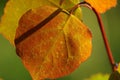 Red and green Aspen leaves