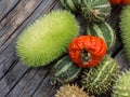 Red  and green autumn fruits decoration Royalty Free Stock Photo