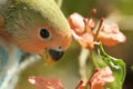 red and green baby parrot Royalty Free Stock Photo