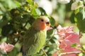 red and green baby parrot Royalty Free Stock Photo