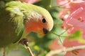 red and green baby parrot Royalty Free Stock Photo