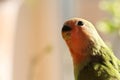red and green baby parrot Royalty Free Stock Photo