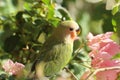 red and green baby parrot Royalty Free Stock Photo