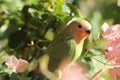 red and green baby parrot Royalty Free Stock Photo