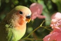 red and green baby parrot Royalty Free Stock Photo