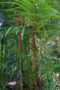 Red and Green Bamboo Growing in a Rainforest in Hawaii