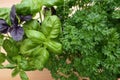 Red and green Basil for the Italian cuisine and parsley
