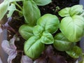 Red and green basil