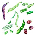 Red, green beans, haricot watercolor illustration isolated