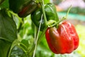 Red and green bell pepper Royalty Free Stock Photo