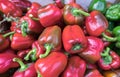 Red and green bell peppers for sale at the city farmers market Royalty Free Stock Photo