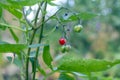 Red and green berries on a twig between leaves Royalty Free Stock Photo