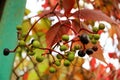 Red and green berries of Virginia creeper five-leaved ivy close up macro background Royalty Free Stock Photo