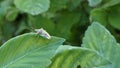 Red and Green Birch Shieldbug (often referred to as a stink bug) sitting on a leaf