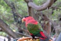 Red, green and black parakeet close up eating