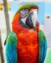 Red, green and blue big parrot sitting on the branch. Royalty Free Stock Photo