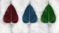 Red Green Blue color bodhi leaf on the cement ground