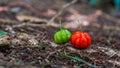 Red and green Brazilian cherry fruit on blurred soil