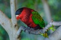 Red green bright parrot in Puerto de la Cruz