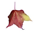 Red green brown fall leaf in studio Royalty Free Stock Photo