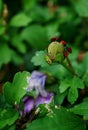 Red and green bugs on a bud