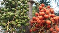 Red and green of bunch of betel nuts on tree. Bunch of green and red ripe tropical Betel Nut or Areca palm Catechu on tree Royalty Free Stock Photo