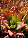 Red and green cactus Royalty Free Stock Photo