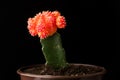 Red-green cactus on black background clouse up Royalty Free Stock Photo