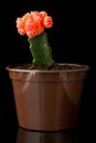 Red-green cactus on black background clouse up Royalty Free Stock Photo