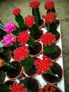 Red green cactus type plannt Royalty Free Stock Photo