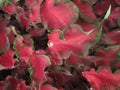 Red, Green Caladium Leaves
