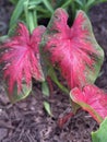 Red and green caladiums blooming in a garden