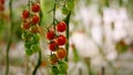 Red green cherry tomato hanging branch plant closeup. Vegetarian meal industry.