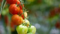 Red green cherry tomato ripening at plant stem closeup. Raw organic vegetables Royalty Free Stock Photo