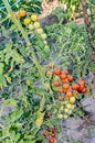 Red and green cherry tomatoes, bunch, vine close up, countryside Royalty Free Stock Photo