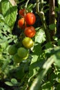 Red and green cherry tomatoes ripen on tomato plant in vegetable garden Royalty Free Stock Photo