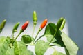 Red and green chili pepper growing Royalty Free Stock Photo