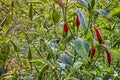 Red and green chili peppers Royalty Free Stock Photo