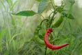 red and green chili peppers growing in the garden Royalty Free Stock Photo