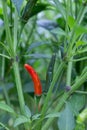 red and green chili peppers on plants in garden, View of portrait Royalty Free Stock Photo