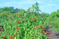 Red and green chili peppers on the tree in garden Royalty Free Stock Photo