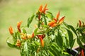 Red and green chili peppers tree growing vegetable garden Royalty Free Stock Photo