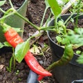 Red green Chili pot dirt natural Royalty Free Stock Photo