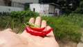 Red and Green Chilies yield in Backyard Royalty Free Stock Photo