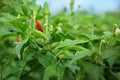 Red and Green Chilli Royalty Free Stock Photo