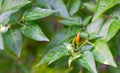 Chilli Pepper tree in the garden Royalty Free Stock Photo